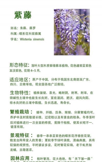 紫藤花有哪些特点 紫藤花有哪些特点