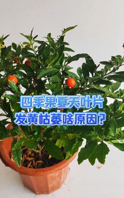 四季果叶子发黄掉叶子咋回事 四季果叶子发黄掉叶子咋回事