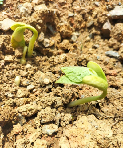 四季豆种子不发芽怎么办 四季豆种子不发芽怎么办