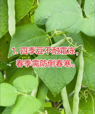 四季豆的种植方法和管理技术 四季豆的种植方法和管理技术