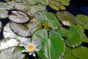 四页菡萏是什么花 四页菡萏是什么花