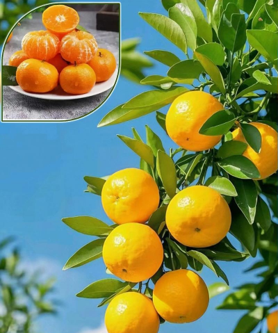 想种植冰糖柑怎么种植好 想种植冰糖柑怎么种植好