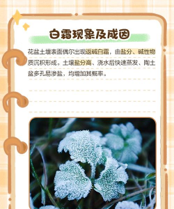 土壤起白霜怎么办 土壤起白霜怎么办