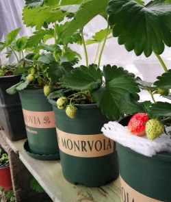 种植大户大棚种植方案怎么写 种植大户大棚种植方案怎么写