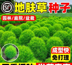 地肤草种子种植方法 地肤草种子种植方法