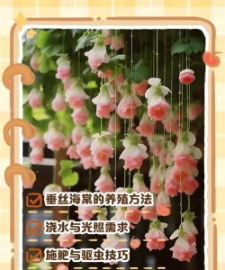 垂丝海棠种植方法和注意事项 垂丝海棠种植方法和注意事项