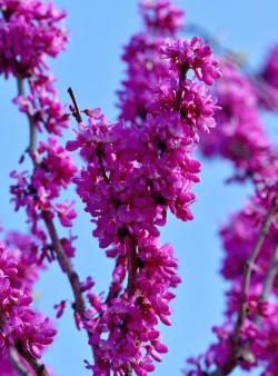 春天紫色有哪些花 春天紫色有哪些花