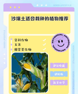 壤土适合种植什么植物 壤土适合种植什么植物