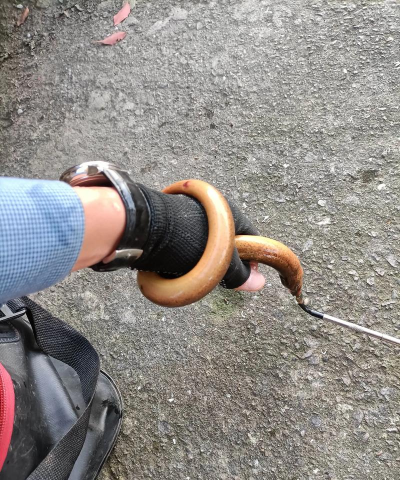 一天钓黄鳝最佳时间,山鳝鱼与鳝鱼有什么不同 一天钓黄鳝最佳时间,山鳝鱼与鳝鱼有什么不同