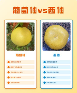 葡萄柚是不是西柚 葡萄柚和西柚是一样吗 葡萄柚是不是西柚 葡萄柚和西柚是一样吗
