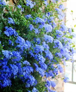 蓝色藤蔓花有哪些 蓝色藤蔓花有哪些