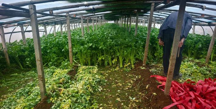 山东芹菜的主要产地在哪,芹菜基地哪里最便宜 山东芹菜的主要产地在哪,芹菜基地哪里最便宜