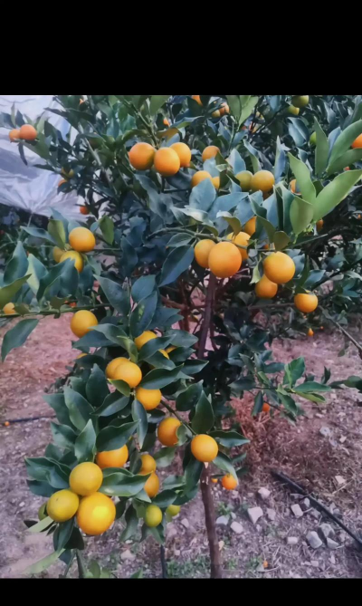 脆皮金桔产地是哪里的脆皮金桔哪里的最正宗 脆皮金桔产地是哪里的脆皮金桔哪里的最正宗