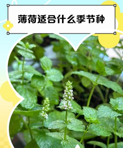 薄荷是什么季节的植物 薄荷是什么季节的植物