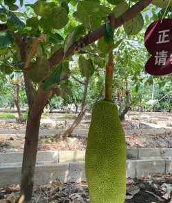 大树菠萝怎样才算成熟 大树菠萝怎样才算成熟