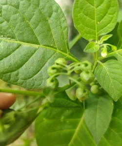 天天植物学名叫啥 天天植物学名叫啥