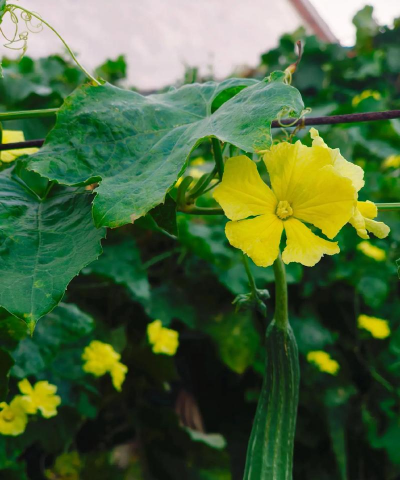 丝瓜花有哪些特点 丝瓜花有哪些特点