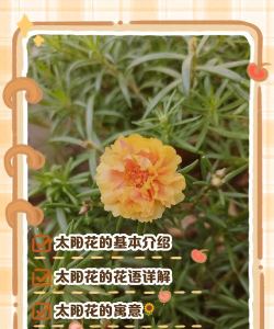 太阳花代表什么意思 太阳花代表什么意思