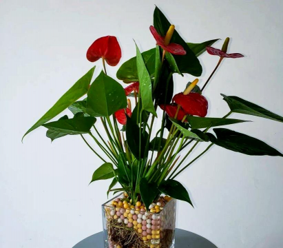 红掌种植大棚怎么种植好 红掌种植大棚怎么种植好