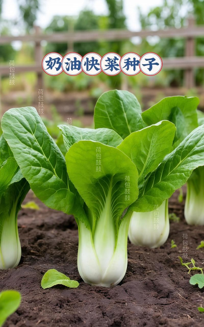 奶油快菜的种植方法和时间 奶油快菜的种植方法和时间