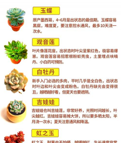 怎样养多肉植物 怎样养多肉植物