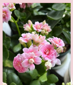 长寿花怎样扦插生根快 长寿花怎样扦插生根快