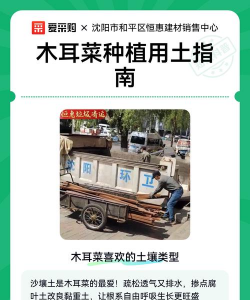 扦插种植木耳菜怎么种植 扦插种植木耳菜怎么种植