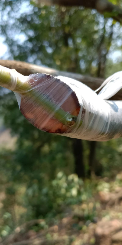 嫁接果树多久可以拆模 嫁接果树多久可以拆模