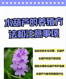 无土种植水葫芦怎么种植 无土种植水葫芦怎么种植