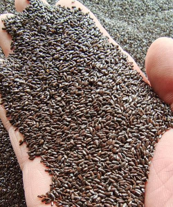 薰衣草种子什么品种好 薰衣草种子什么品种好