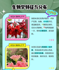 对红和朱顶红是一种花吗 对红和朱顶红是一种花吗