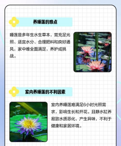 为什么家里不能放莲花 为什么家里不能放莲花