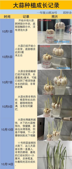 大蒜种植到盆里怎么种植 大蒜种植到盆里怎么种植