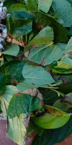 为什么有些树叶腐烂不了 为什么有些树叶腐烂不了