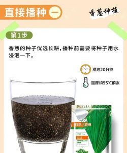 葱种植技术和种植时间 葱种植技术和种植时间