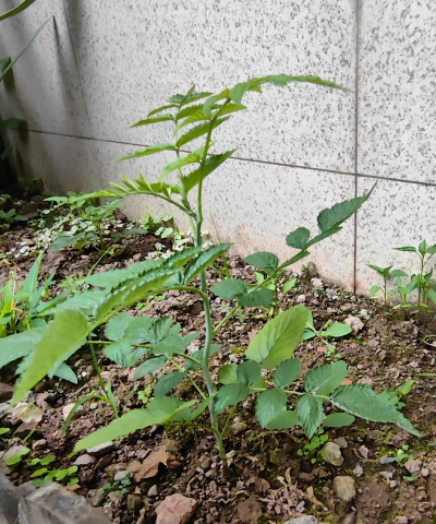 种植西梅苗子怎么种植的 种植西梅苗子怎么种植的