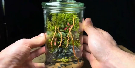 玻璃罐种植苔癣怎么种植 玻璃罐种植苔癣怎么种植