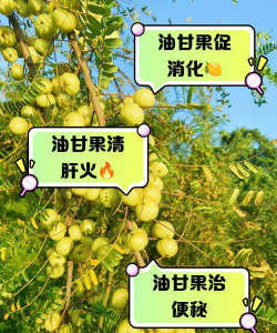 油甘果种植种子怎么种植 油甘果种植种子怎么种植