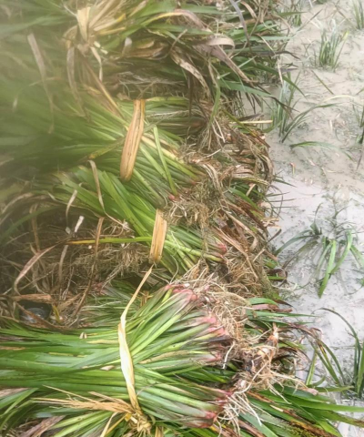 山奈种植种子苗怎么种植 山奈种植种子苗怎么种植