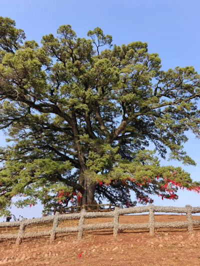 风化土适合种什么树 风化土适合种什么树