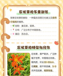 忘忧草是哪种植物的别称 忘忧草是哪种植物的别称