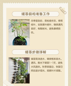 快递来的月季怎么缓苗 快递来的月季怎么缓苗