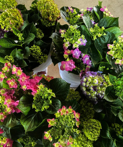 有哪些花可以过冬 有哪些花可以过冬