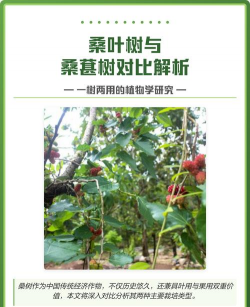 怎么辨别桑叶树 怎么辨别桑叶树