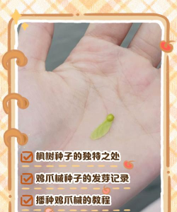 种植红枫树种子怎么种植 种植红枫树种子怎么种植