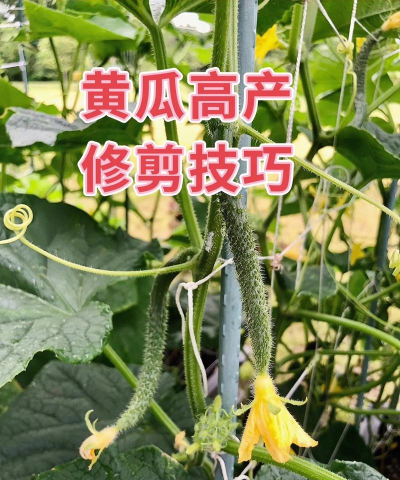 怎样修剪黄瓜才能高产 怎样修剪黄瓜才能高产