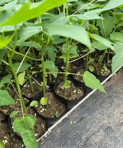 木瓜树种植苗怎么种植 木瓜树种植苗怎么种植