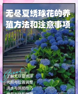 无尽夏绣球花的养殖方法和注意事项 无尽夏绣球花的养殖方法和注意事项