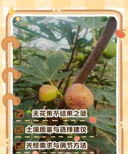 无花果不结果是怎么回事 无花果不结果是怎么回事