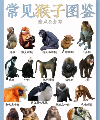 四大灵猴是哪四大猴 四大灵猴是哪四大猴